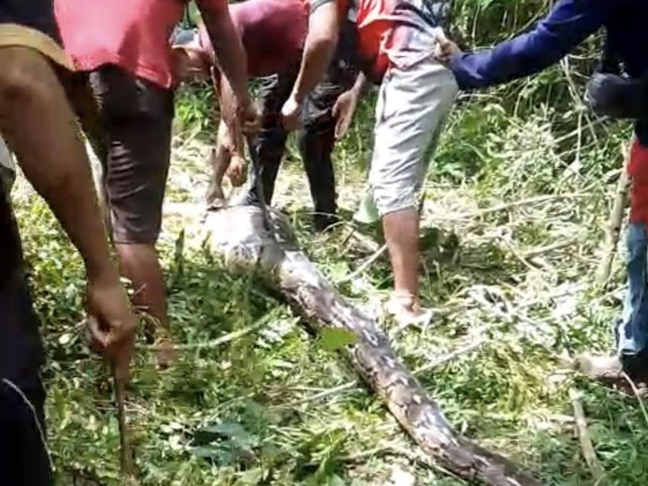 Geram Ternak Dimangsa, Warga Buton Tebas Piton 7 Meter di Kandang Kambing