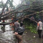Pohon Tumbang di Tanjung Priok Akibat Cuaca Ekstrem, Brimob Polda Metro Turun Tangan