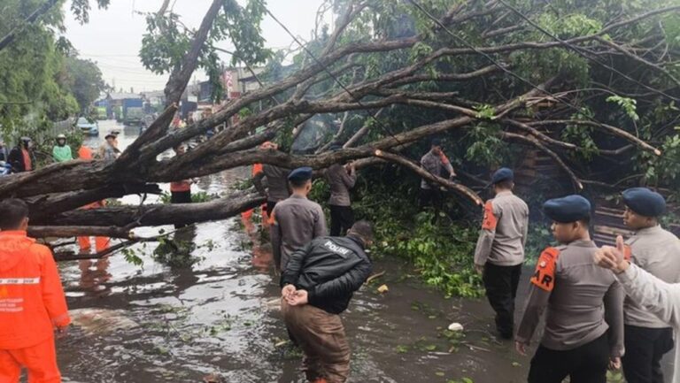 Pohon Tumbang di Tanjung Priok Akibat Cuaca Ekstrem, Brimob Polda Metro Turun Tangan