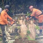 Dua Pohon Tumbang di Bogor Timpa Makam dan Tutup Akses Jalan Malabar