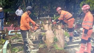Dua Pohon Tumbang di Bogor Timpa Makam dan Tutup Akses Jalan Malabar