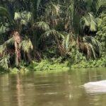 Fenomena Langka: Hewan Mirip Lumba-lumba Putih Muncul di Perairan Asahan, Warga Geger