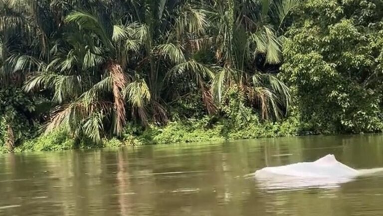 Fenomena Langka: Hewan Mirip Lumba-lumba Putih Muncul di Perairan Asahan, Warga Geger