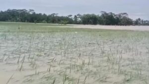 Banjir Landa Pandeglang, 970 Hektare Sawah Terancam Gagal Panen Akibat Cuaca Ekstrem