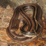 Ular Sapi Jatuh dari Plafon Rumah di Jaktim, Warga Panik Saat Evakuasi