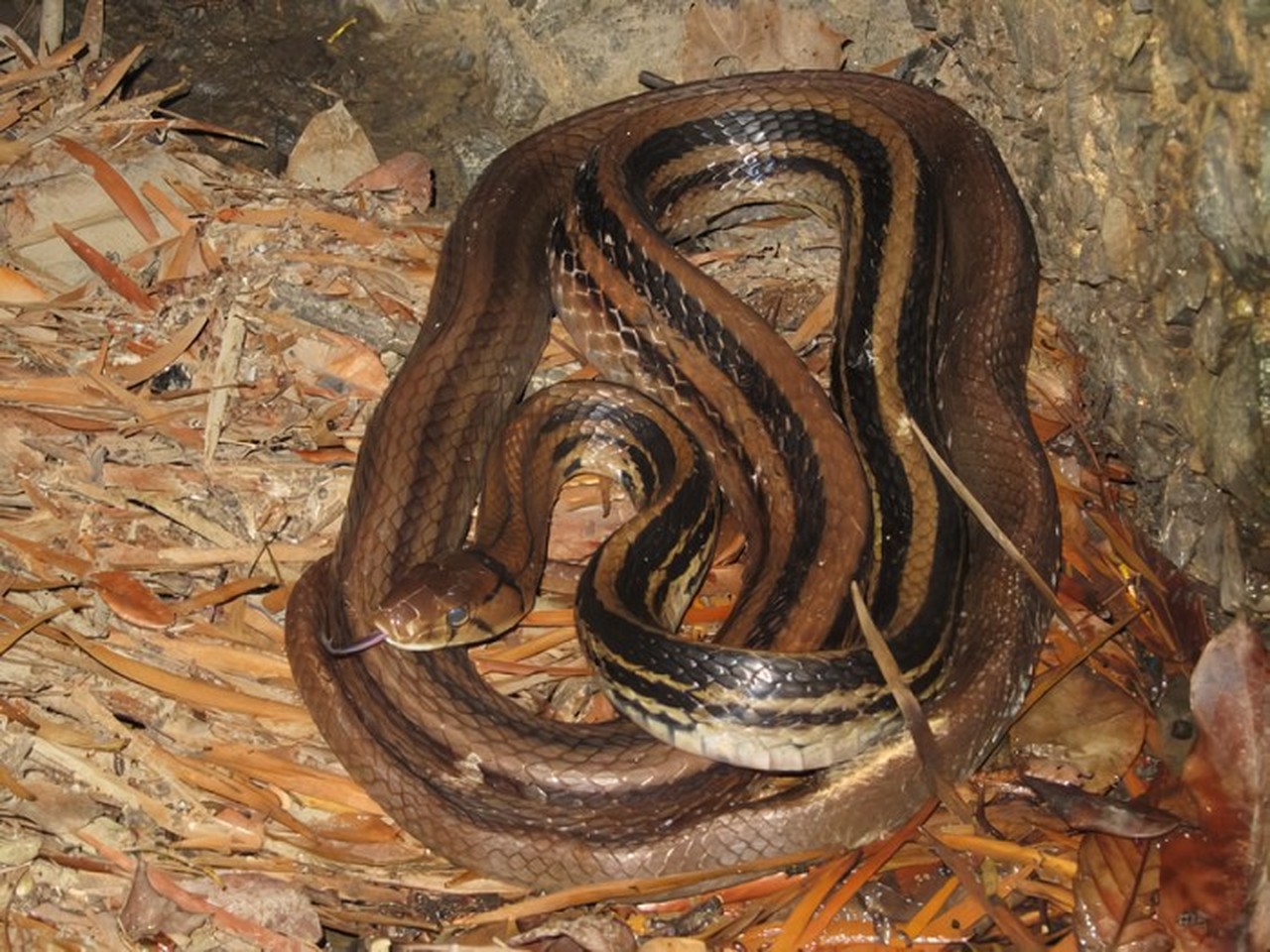 Ular Sapi Jatuh dari Plafon Rumah di Jaktim, Warga Panik Saat Evakuasi