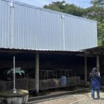 Peternak Babi di Sragen Minta Kompensasi Rp 1 Miliar untuk Tutup Usaha