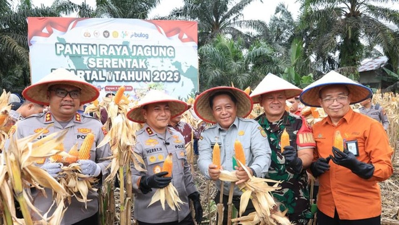 Polda Riau Panen 100 Ton Jagung dari 36 Hektare, Dukung Kedaulatan Pangan Nasional Polda Riau Panen 100 Ton Jagung dari 36 Hektare, Dukung Kedaulatan Pangan Nasional