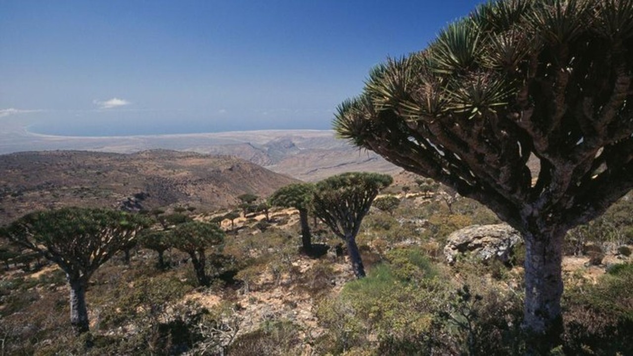 Tiga WNI Terjebak di Pulau Socotra Yaman Akibat Serangan Koalisi Arab Saudi