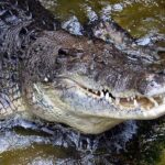 Aksi Heroik La Rano Selamatkan Adik dari Terkaman Buaya di Perairan Buton Tengah