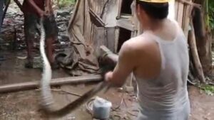 Ular Sanca 5 Meter Gegerkan Lebak, Mangsa Dua Ekor Ayam di Kandang Warga